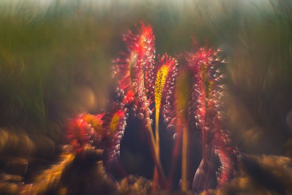 Английская росянка