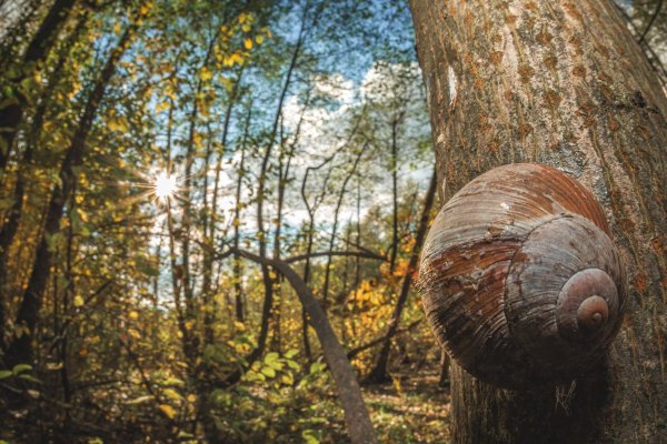 Виноградная улитка