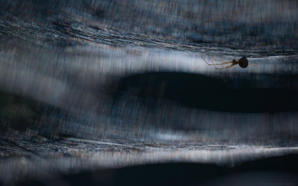 Паучье сияние