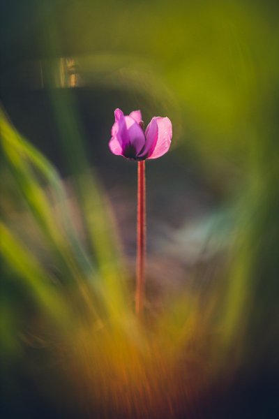 Цикламен коский