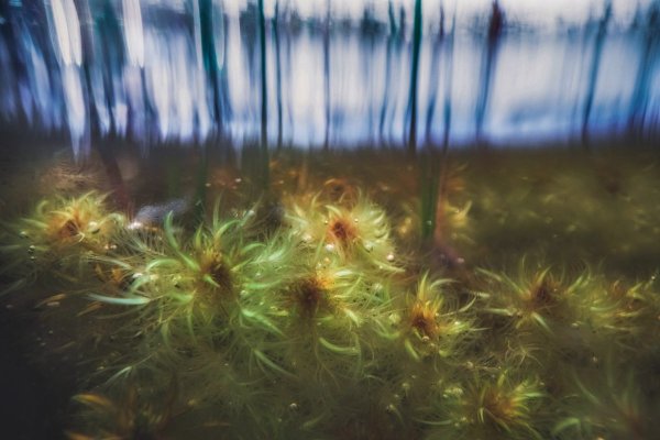 Сфагнум -основа верхового болота