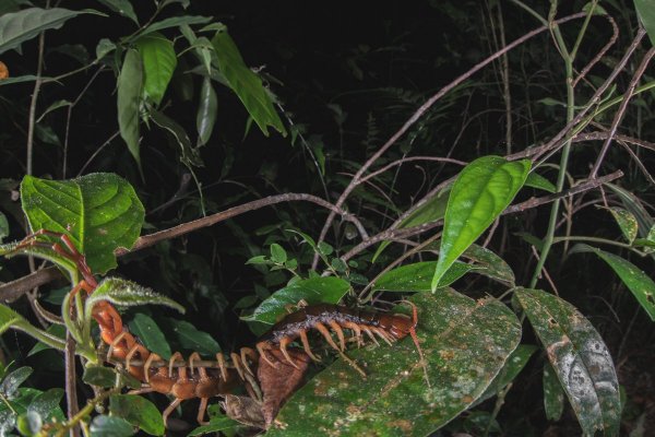 Scolopendra subspinipes