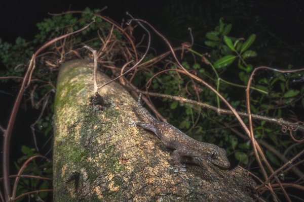 Азиатский полупалый геккон