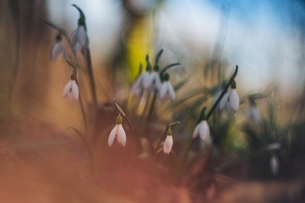 Подснежник Воронова