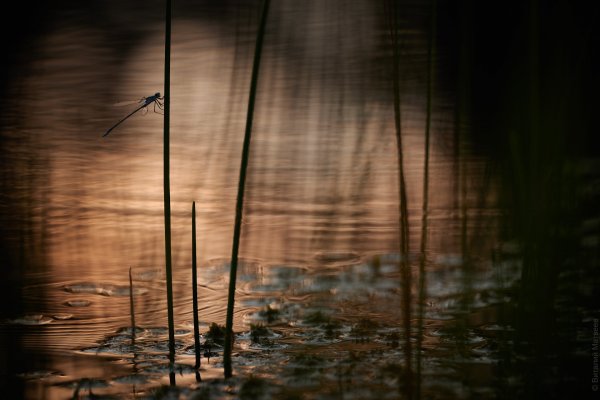 Летний вечер на верховом болоте