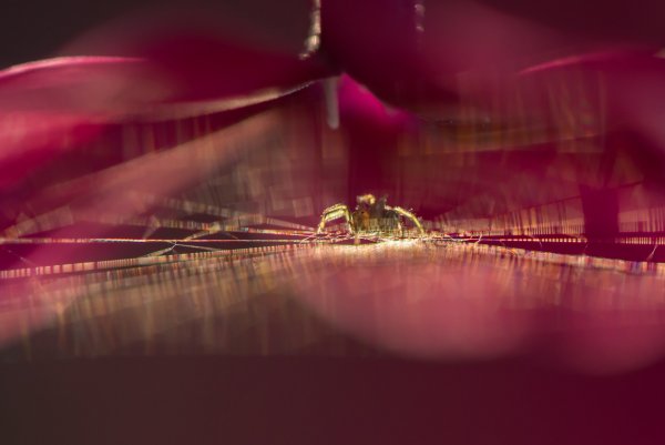 Расчётливый