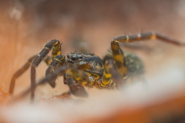 Пирата влаголюбивая