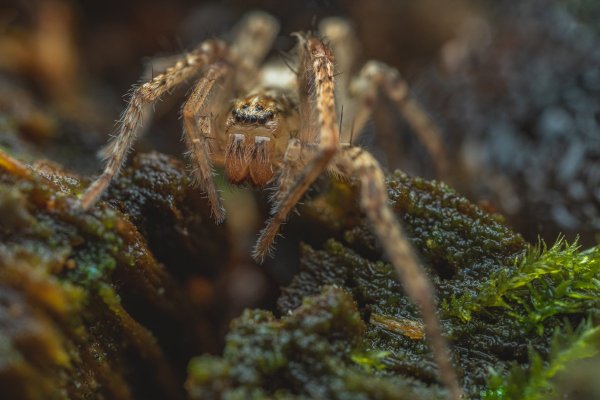 Анифена ударяющая