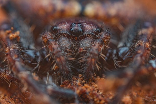 Нуктения теневая