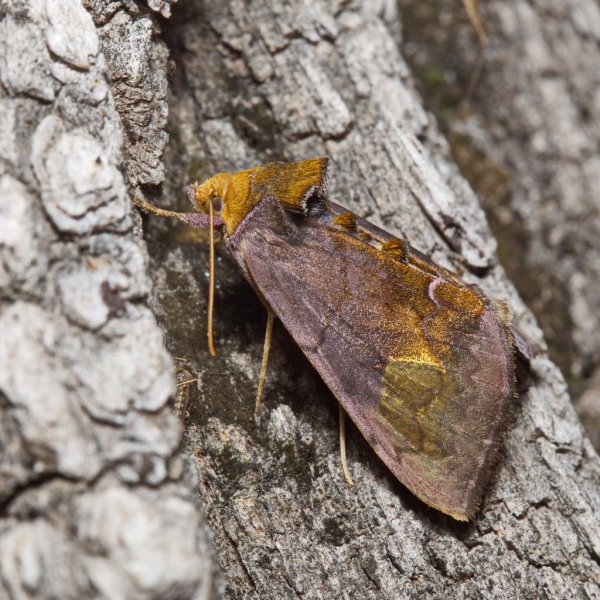 Совка-металловидка Diachrysia leonina (Oberthur, 1884).