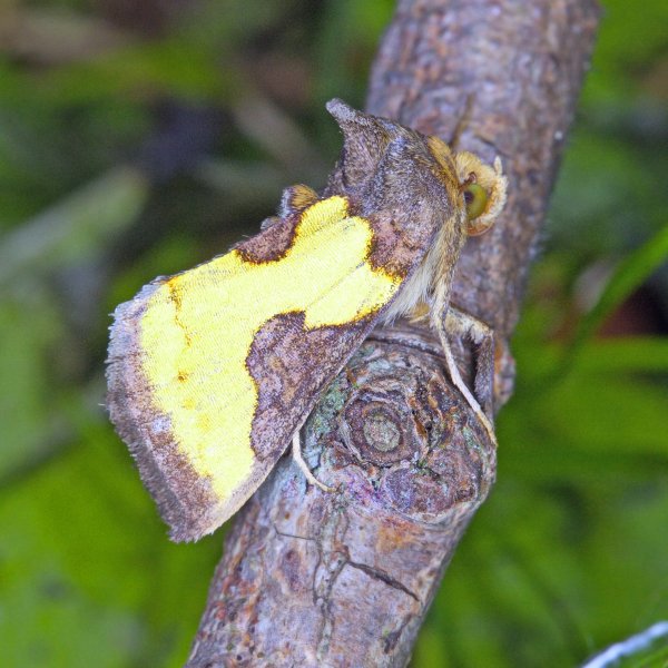 Рожденная блистать.