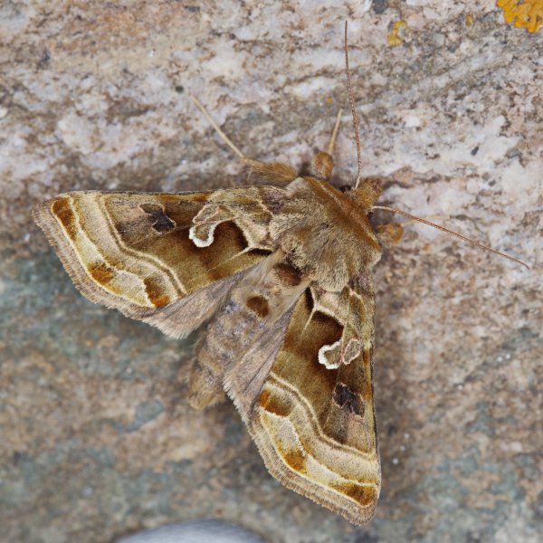 Металловидка Херриха - Euchalcia herrichi (Staudinger, 1861).