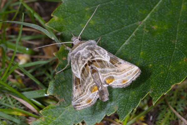 Металловидка Euchalcia modestoides (Poole, 1989)