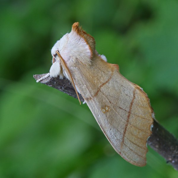 В кокошнике.