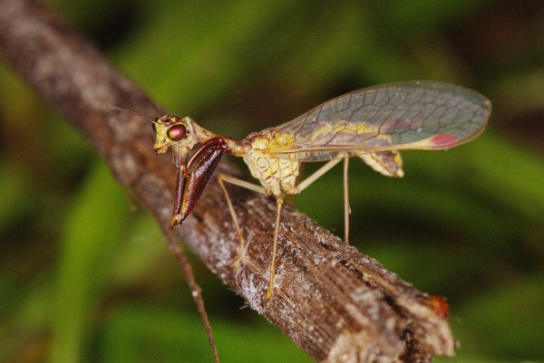 Мантиспа харманда - Eumantispa harmandi (Navás, 1909)