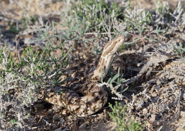 Караганский щитомордник (Gloydius caraganus).
