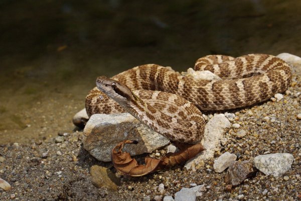 Каменистый щитомордник (Gloydius saxatilis).