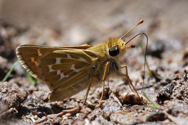 H.comma. Gnyschik .jpg