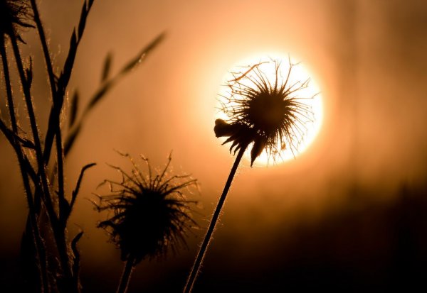 Подражая одуванчику