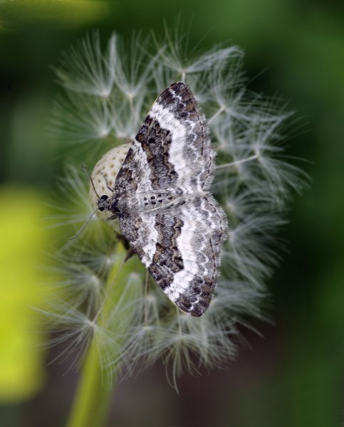 Epirrhoe alternata (Müller, 1764)