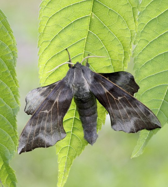 Бражник осиновый