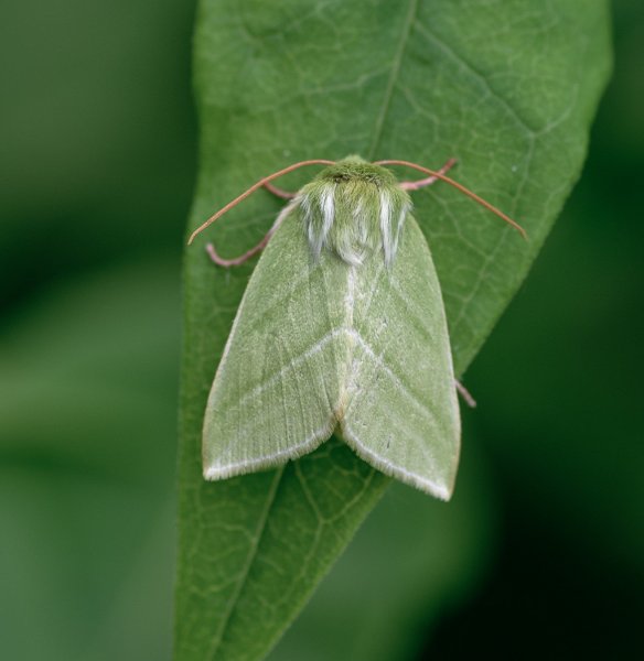 Челночница зелёная