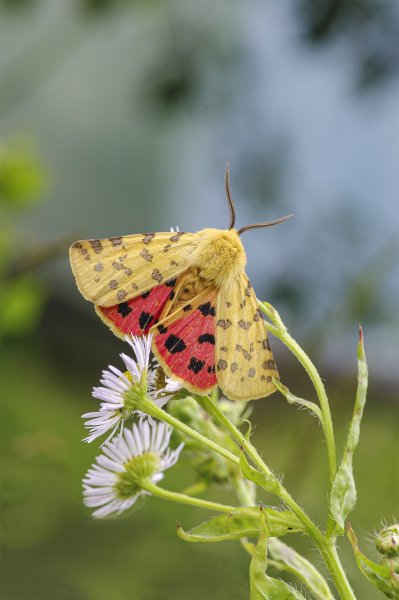 Медведица пурпурная