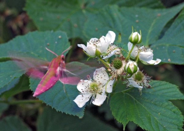 Бражник-поросёнок, малый винный  Deilephila porcelius