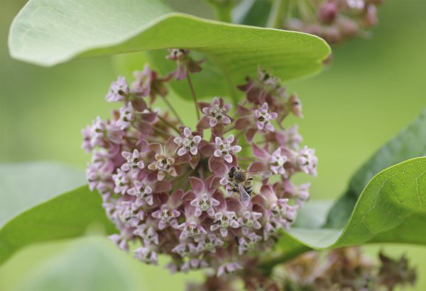 Ваточник (сирийский)