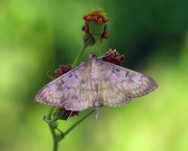 Огнёвка крапивная Pleuroptya ruralis (Scopoli, 1763)
