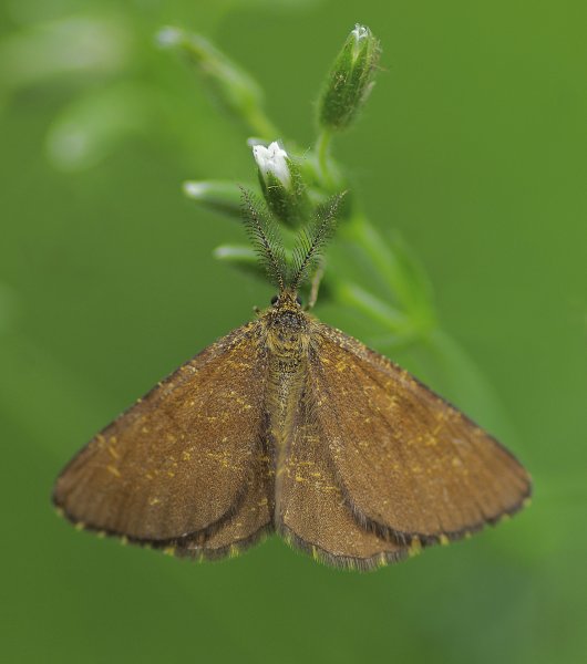 Пяденица вересковая  	Ematurga atomaria (Linnaeus, 1758)
