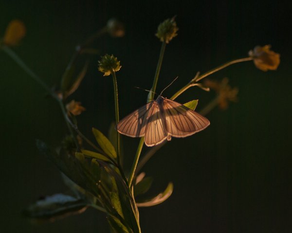 Пяденица линейчатая