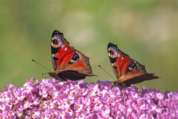 Павлиний глаз