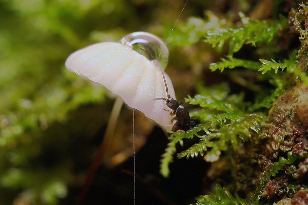 IMG_0196  Так пить хочется, но боюсь - в такой большой капле можно и утонуть