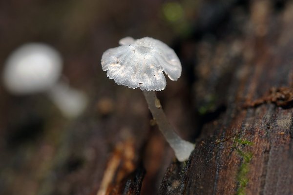 IMG_0214-1  Хрустальные грибочки