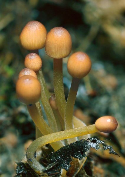 IMG_0245 галерина окаймлённая