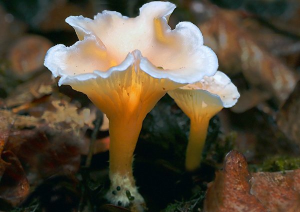 IMG_0293   Лисичка бледная