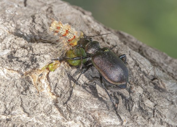 Инквизиция.