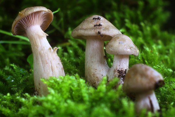 IMG_0577-1 Рядовка дымчатая