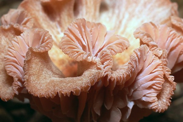 IMG_0723 лаковица розовая  (laccaria laccata)