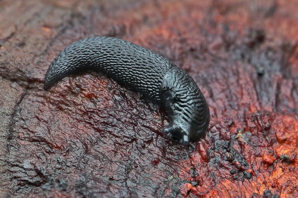 IMG_1490-2 Детеныш большого черного слизня