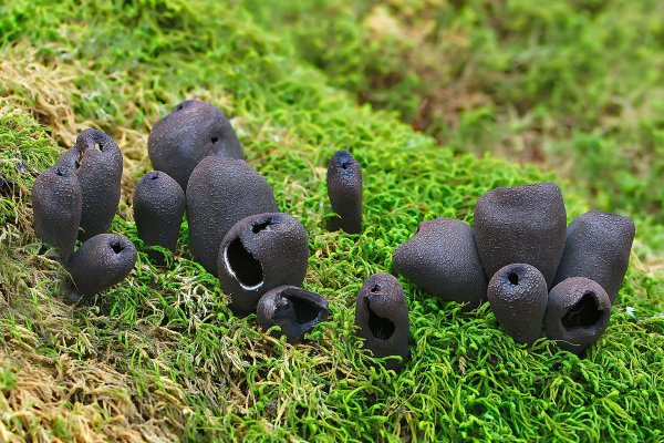 IMG_1820 Урнула бокаловидная