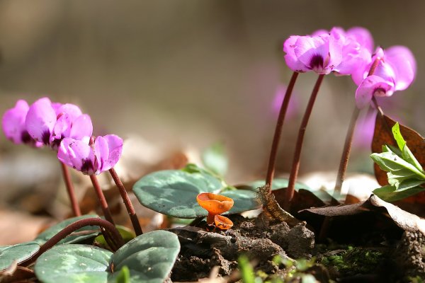 IMG_202  Алеврия оранжевая (Aleuria aurantia), цикломены