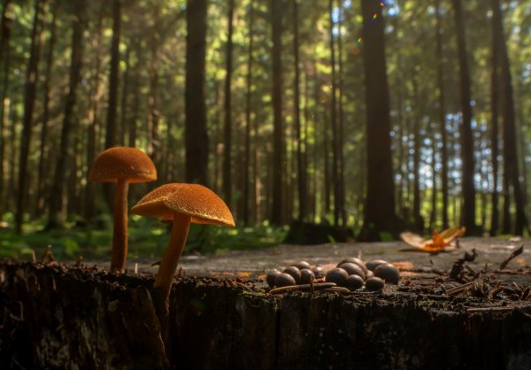 Трапезничная