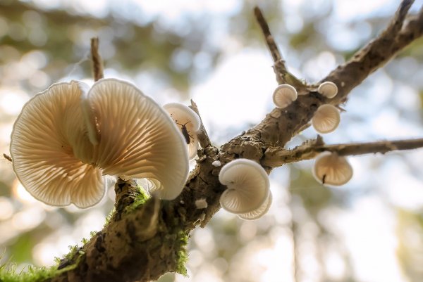 Даже в лесу есть уши