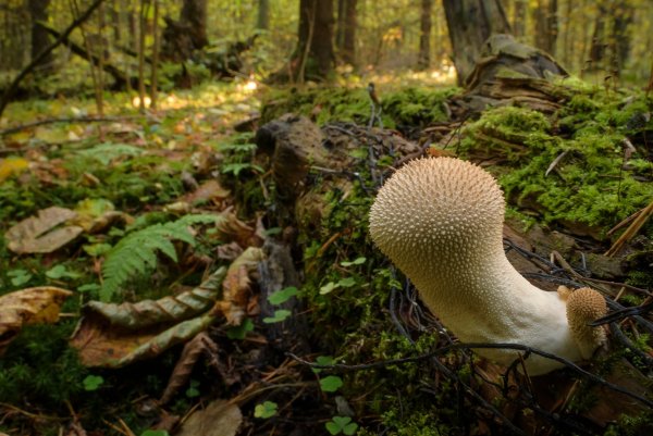 Шипоголовые