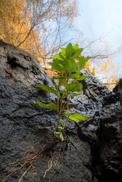 Цепляясь изо всех сил