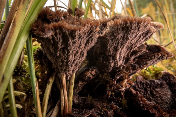 Болотный замок