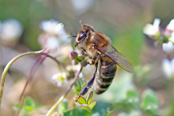 IMG_2136-2 Первые весенние пчелы