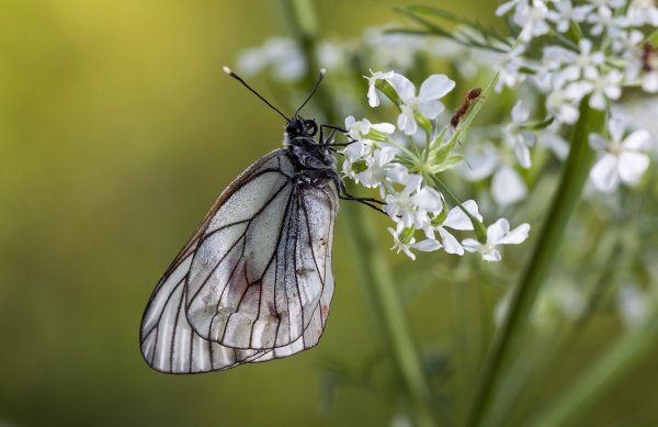 Позвольте хотя бы лизнуть!